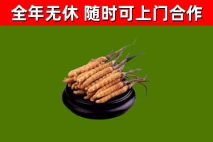 奉贤烟酒回收冬虫夏草.jpg