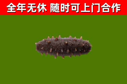 奉贤烟酒回收干海参.jpg